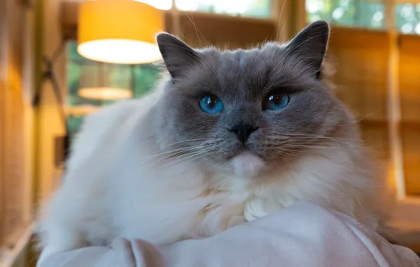Cat, eyes, wool