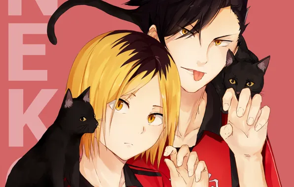 Cats, cats, guys, Volleyball, Haikyuu, kuroken, by oretsuu