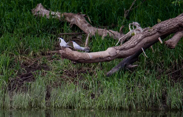 Birds, nature, river, seagulls, sitting, The trees are dry