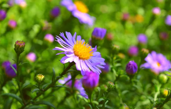 Flowers, Flowers, Purple flowers