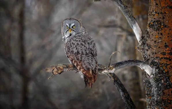 Branches, owl, bird, grey background, owl