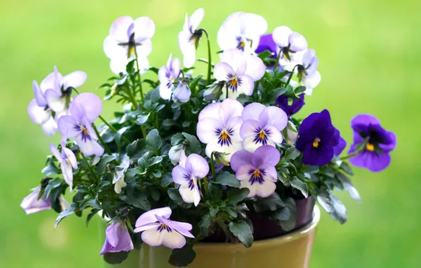 Flowers, spring, garden, purple, pot, Pansy, green background, lilac