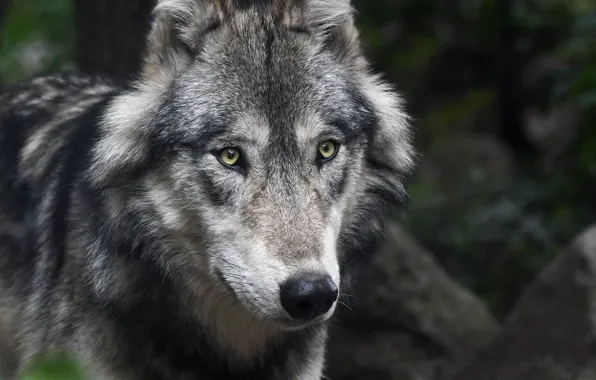 Picture predator, wolf, look, muzzle