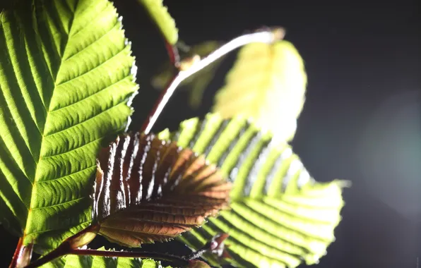 Leaves, macro, light, green