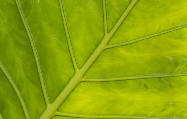 Picture leaves, macro, texture, veins