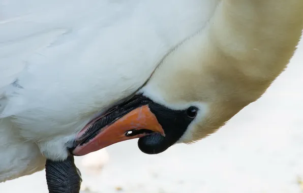 Picture macro, bird, Swan