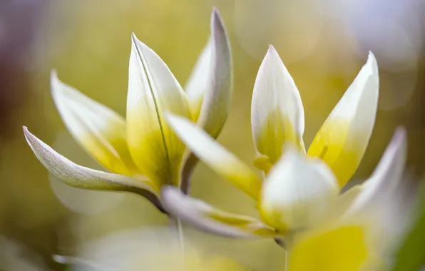 Picture macro, nature, paint, Tulip, petals