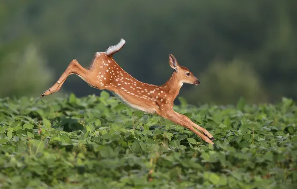 Picture jump, fawn, White-tailed deer