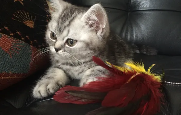 Picture cat, cat, kitty, plays, British, British