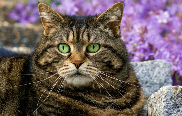 Eyes, cat, mustache, portrait, handsome