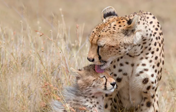 Language, kitty, pair, Cheetah, care, cub, mom, two