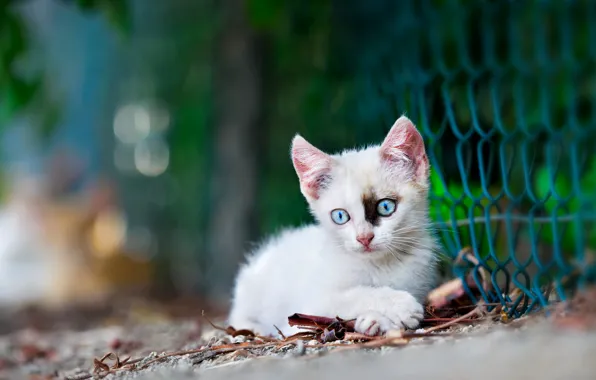 White, baby, kitty, bokeh, netting, blue eyes