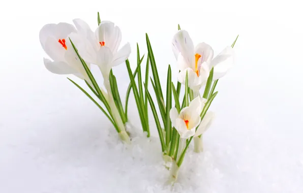 Snow, nature, spring, Krokus