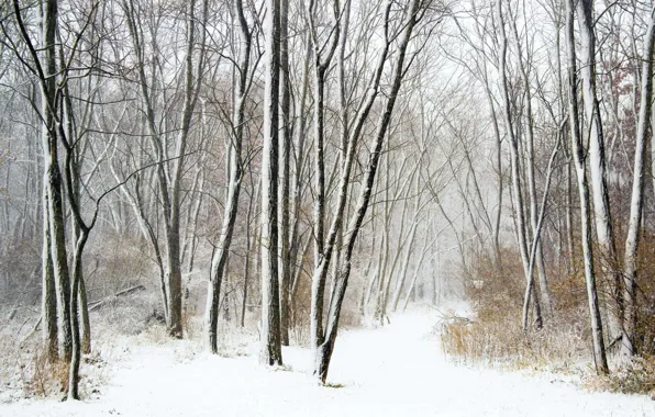 Winter, forest, snowfall