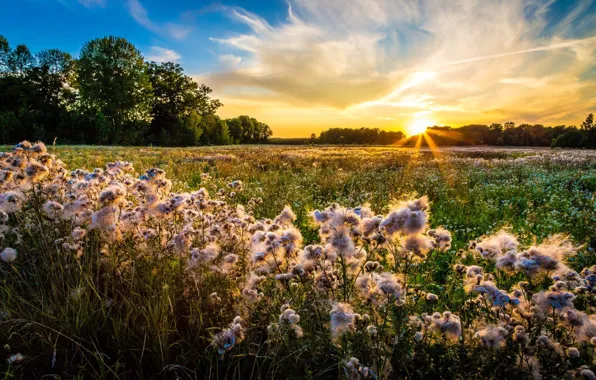 Flowers, The evening, Meadow