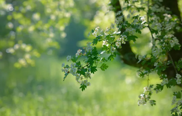 Greens, trees, branches, nature, spring, flowering, bokeh