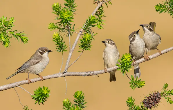 Branch, feathers, birds, Quartet