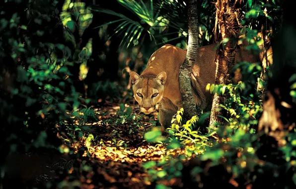 Picture greens, look, trees, Puma