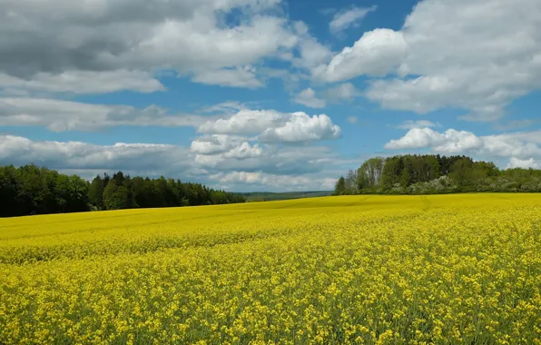 Forest, the sky, clouds, trees, flowers, blue, view, spring