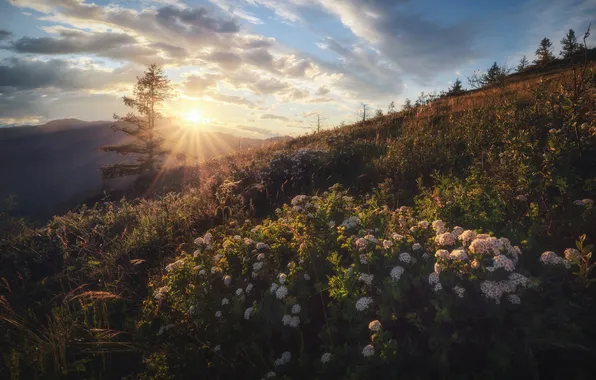 Field, summer, the sky, the sun, clouds, rays, light, flowers