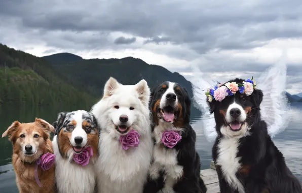 Look, pose, dog, white, face, Samoyed