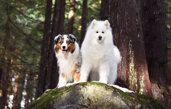 Forest, language, dogs, look, light, trees, pose, stone