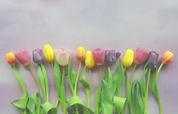 Background, tulips, buds