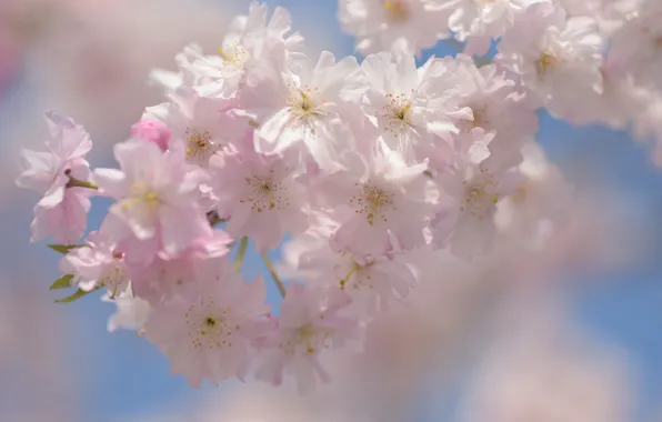 Light, flowers, cherry, blur, branch, spring, Sakura, gentle