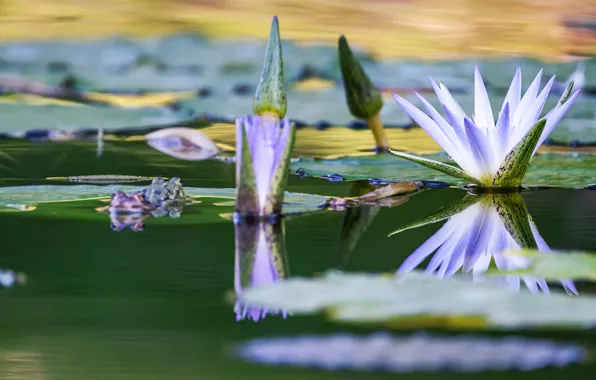 Leaves, water, drops, lake, pond, frog, lilac, bokeh