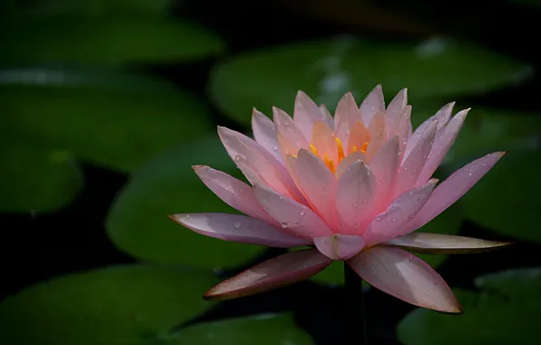 Leaves, pink, petals, Nymphaeum, water Lily
