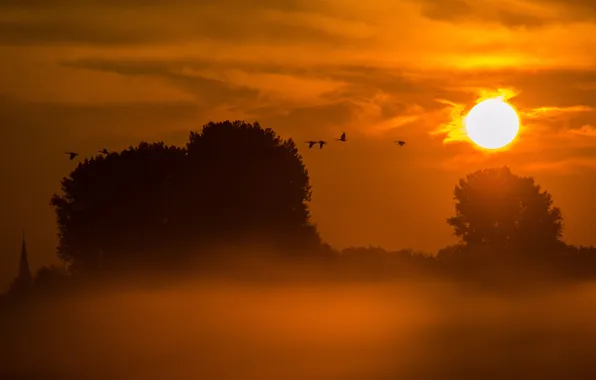 The sun, trees, sunset, birds