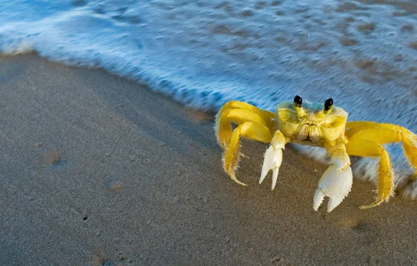 Sea, claws, golden ghost crab