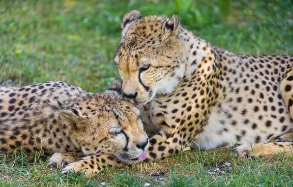 Picture predator, family, pair, Cheetah, weasel