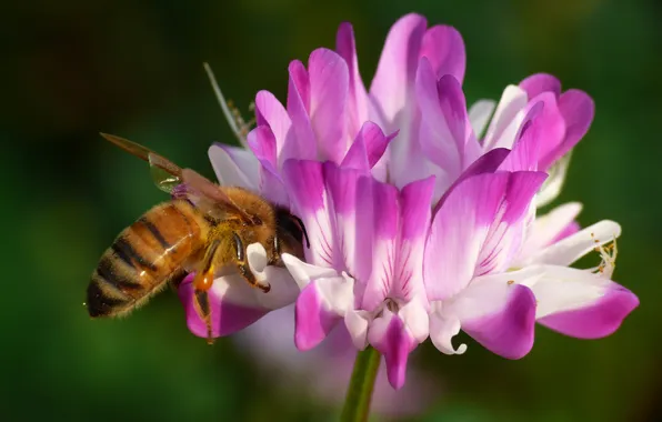 Picture macro, flowers, bee
