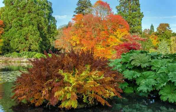 Autumn, trees, pond, Park, UK, the bushes, Sheffield Park Garden