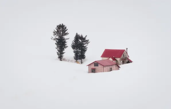 Background, tree, houses