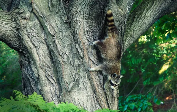 Pose, tree, raccoon, trunk, fern, dendrobates