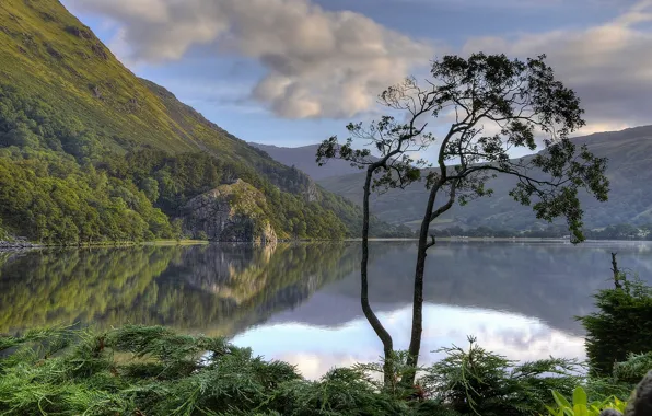 Mountains, lake, reflection, tree, England, England, Wales, Wales
