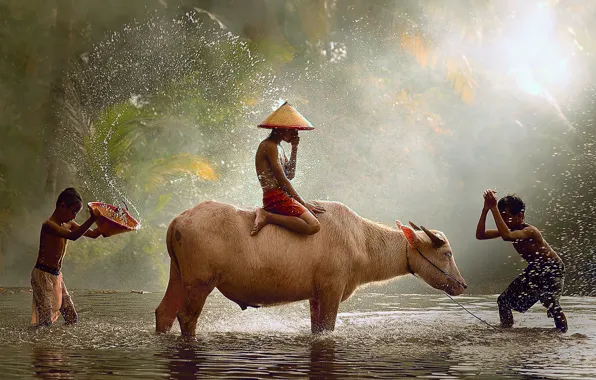 Drops, light, children, the game, Indonesia, Java, the splashes of water, bull