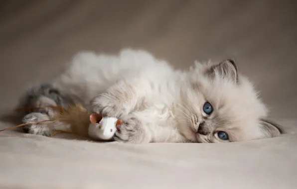 Cat, kitty, background, toy, fluffy, mouse, mouse, lies