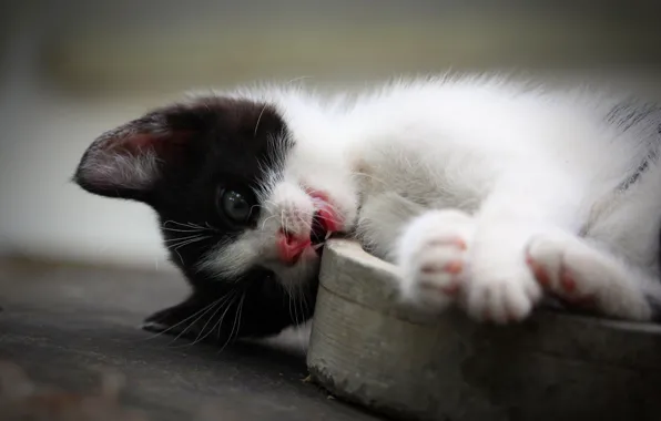 Cat, pose, kitty, black and white, the game, predator, paws, mouth