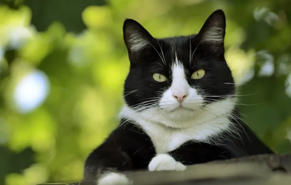 Greens, cat, cat, look, nature, pose, black and white, portrait
