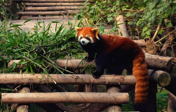 Picture Panda, firefox, red, zoo