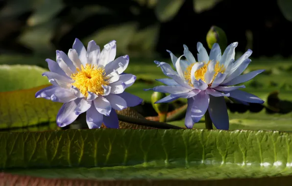 Picture leaves, water, flowers, pond, water lilies