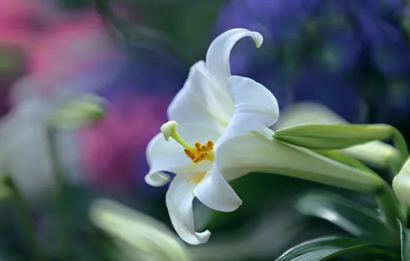Picture macro, nature, long - flowered lily