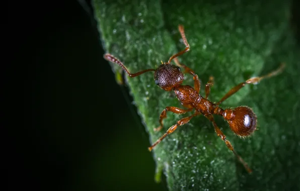 Macro, Ant, Plants, Insect, Macro, Ant, Insect, Paws