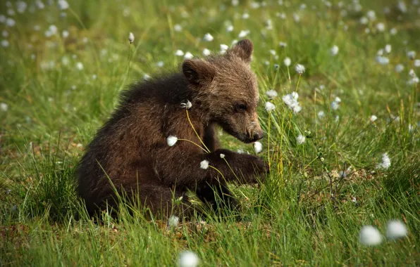 Picture summer, grass, face, pose, baby, bear, bear, sitting