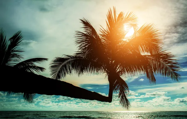 Sand, sea, wave, beach, summer, the sky, palm trees, shore