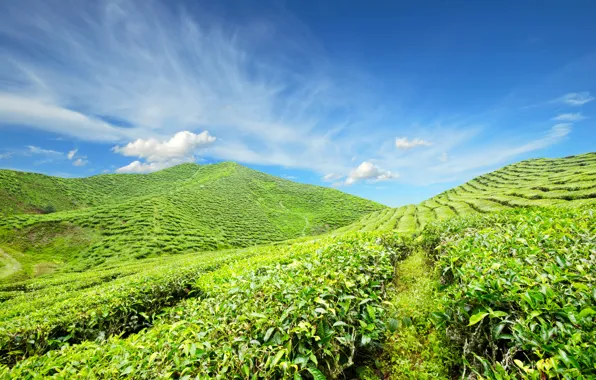Picture greens, field, the sky, clouds, blue, plantation
