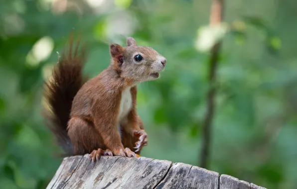 Picture nature, animal, stump, protein, animal, rodent